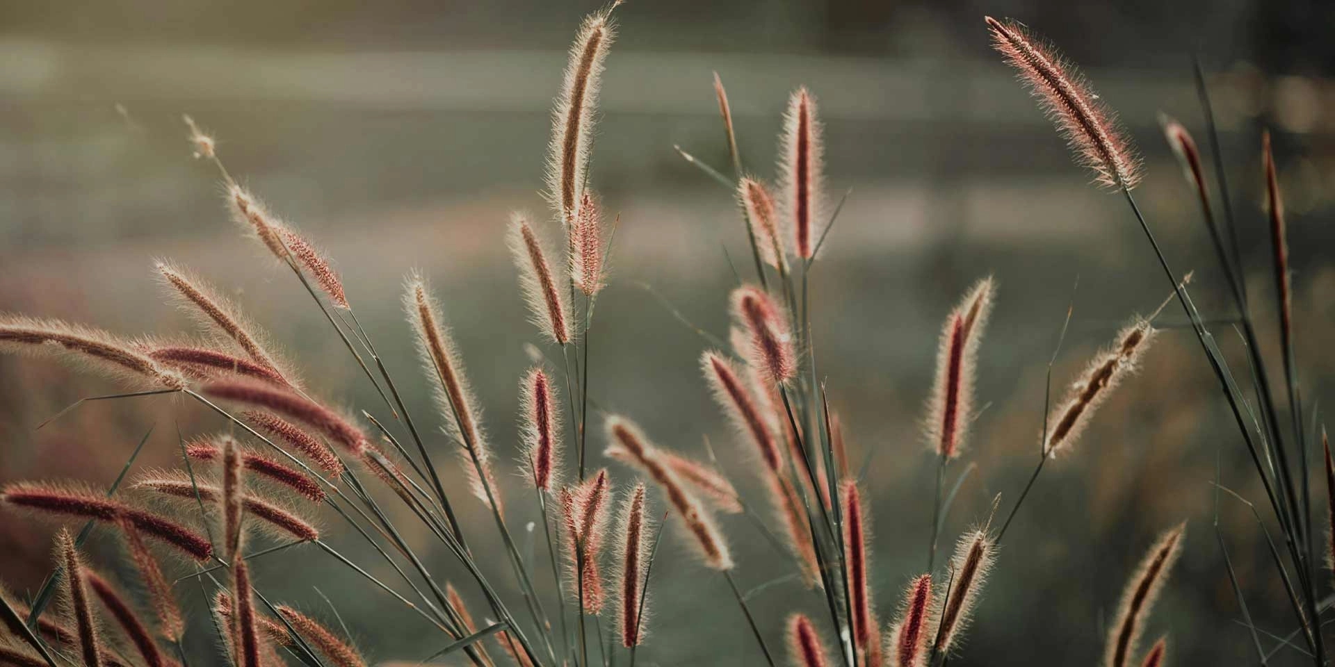 Vondelhof stockbeeld