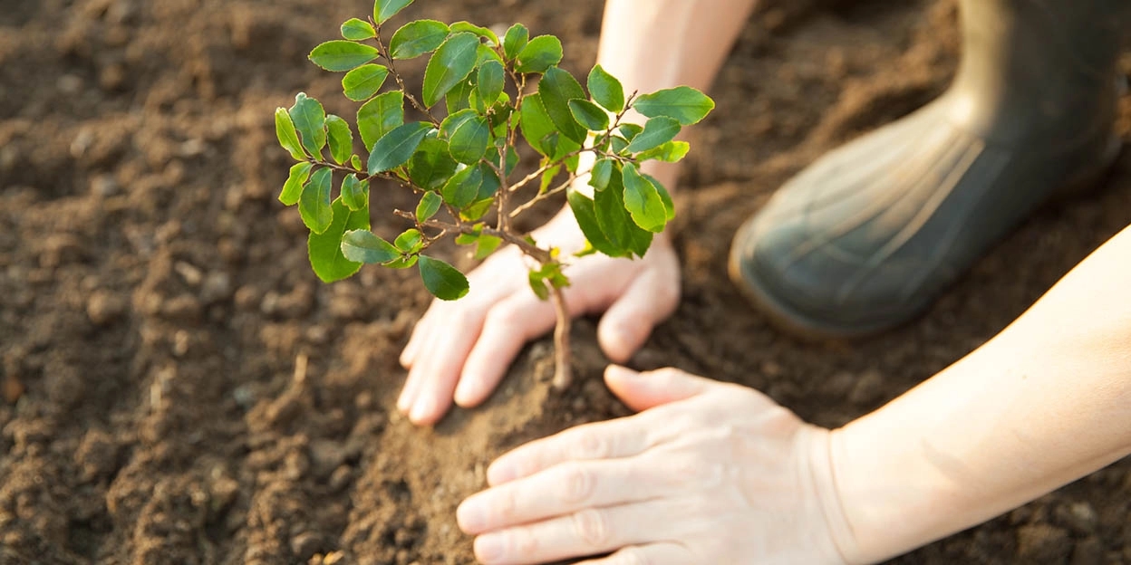 Man bedekt een plant met aarde in zijn nieuwe tuin