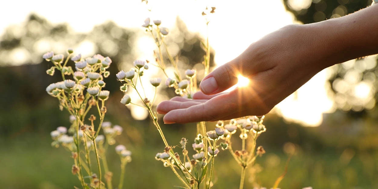 Hand reikt naar bloemen terwijl de zon ondergaat