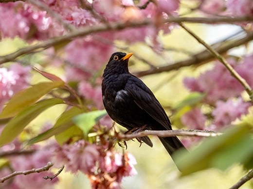 Zo beleef je de lente in jouw tuin